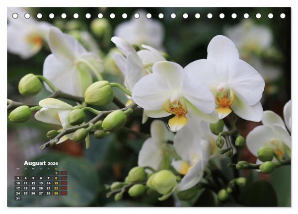 Produktbild: Pr&auml;chtige Orchideen (Tischkalender 2026 DIN A5 quer), CALVENDO Monatskalender
