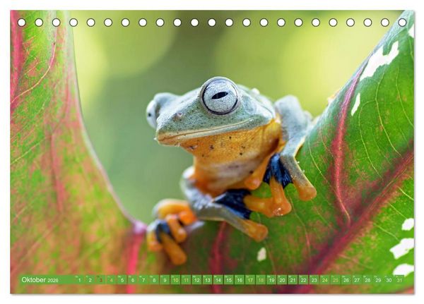 Produktbild: Leben im Dschungel: Der Regenwald ist ein Paradies f&uuml;r Tiere (Tischkalender 2026 DIN A5 quer), CALVENDO Monatskalender