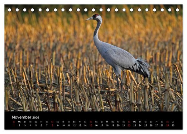 Produktbild: Kranich-Land Brandenburg (Tischkalender 2026 DIN A5 quer), CALVENDO Monatskalender