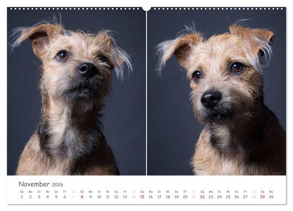 Produktbild: charakterstarke Hunde, wundersch&ouml;ne Hundeportraits (Wandkalender 2026 DIN A2 quer), CALVENDO Monatskalender
