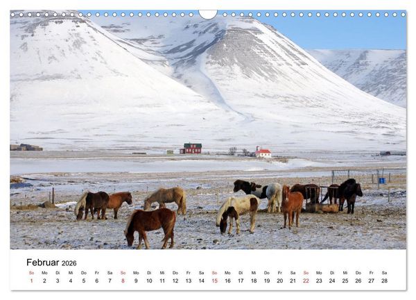 Produktbild: Die Pferde Islands - Ein Streifzug durch Island (Wandkalender 2026 DIN A3 quer), CALVENDO Monatskalender