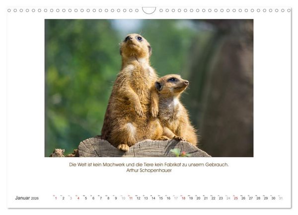 Produktbild: Der Tierkalender mit Zitaten, Weisheiten und Spr&uuml;chen (Wandkalender 2026 DIN A3 quer), CALVENDO Monatskalender