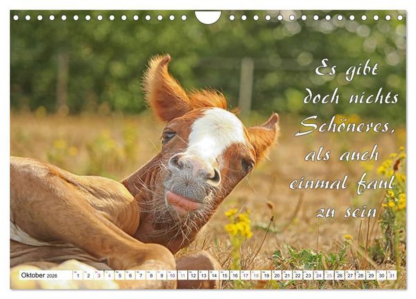 Produktbild: Tierbabies - Spruchkalender (Wandkalender 2026 DIN A4 quer), CALVENDO Monatskalender