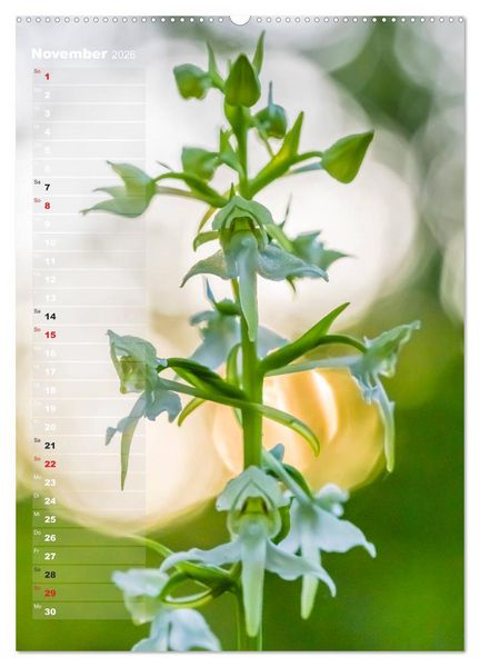 Produktbild: Auf der Suche nach Orchideen in Deutschland (Wandkalender 2026 DIN A2 hoch), CALVENDO Monatskalender