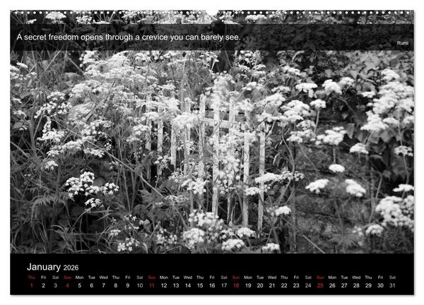 Produktbild: Through the Gate with Rumi (High Quality Premium Wall Calendar 2026 DIN A2 landscape),CALVENDO 12 Month Wall Calendar