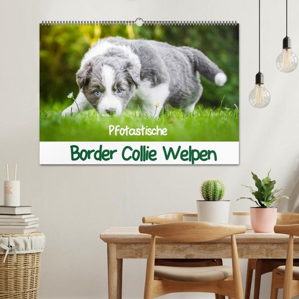 Produktbild: Pfotastische Border Collie Welpen (Wandkalender 2026 DIN A2 quer), CALVENDO Monatskalender