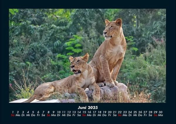 Produktbild: Bilder aus der Natur 2025 Fotokalender DIN A4