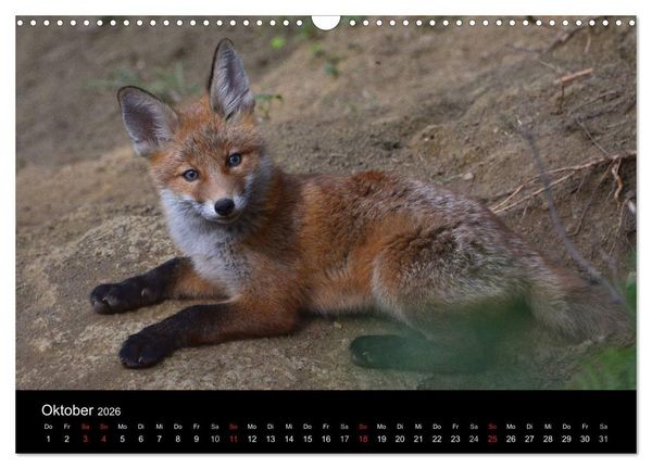 Produktbild: Ein Blick in Reinekes Kinderstube (Wandkalender 2026 DIN A3 quer), CALVENDO Monatskalender