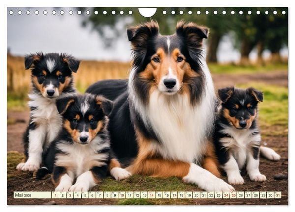 Produktbild: Traumhund Collie (Wandkalender 2026 DIN A4 quer), CALVENDO Monatskalender