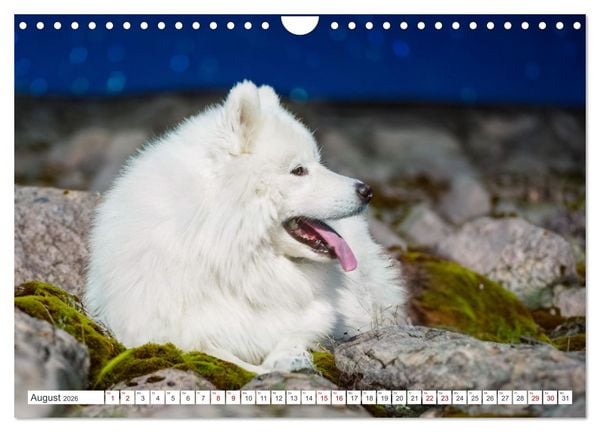 Produktbild: Der Samojede - Sch&ouml;nheit des Nordens (Wandkalender 2026 DIN A4 quer), CALVENDO Monatskalender