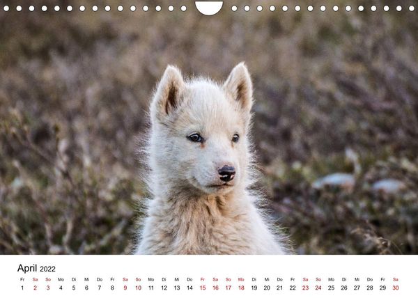 Produktbild: Gr&ouml;nlands Westen (Wandkalender 2022 DIN A4 quer)