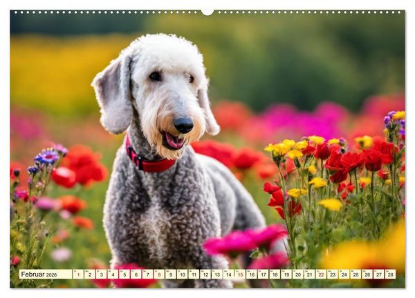 Produktbild: Bedlington Terrier - Hunde im Schafspelz (hochwertiger Premium Wandkalender 2026 DIN A2 quer), Kunstdruck in Hochglanz