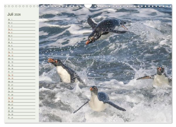Produktbild: Unter Pinguinen (Wandkalender 2026 DIN A3 quer), CALVENDO Monatskalender