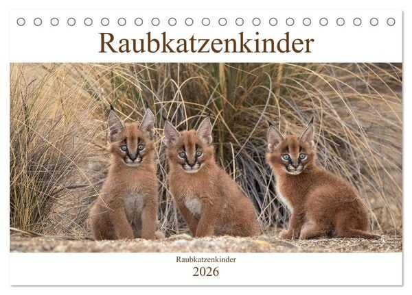 Produktbild: Raubkatzenkinder (Tischkalender 2026 DIN A5 quer), CALVENDO Monatskalender