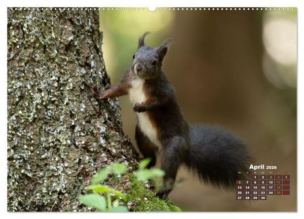 Produktbild: Das Eurasische Eichh&ouml;rnchen - Kunterbuntes Waldtreiben (Wandkalender 2026 DIN A2 quer), CALVENDO Monatskalender