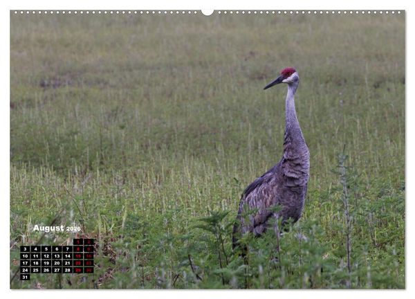 Produktbild: Floridas wunderbare Vogelwelt (hochwertiger Premium Wandkalender 2026 DIN A2 quer), Kunstdruck in Hochglanz