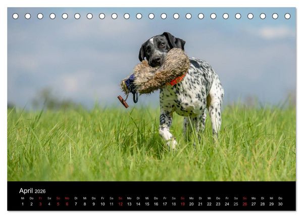 Produktbild: Jagdhunde bei der Arbeit (Tischkalender 2026 DIN A5 quer), CALVENDO Monatskalender