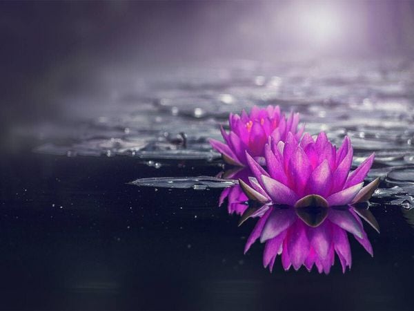 Produktbild: CALVENDO Puzzle Seerosen | 1000 Teile Lege-Gr&ouml;&szlig;e 64x48cm Foto-Puzzle f&uuml;r gl&uuml;ckliche Stunden