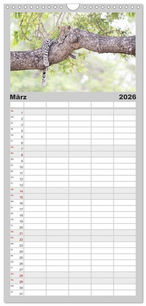Produktbild: Familienplaner 2026 - Raubkatzenkinder mit 5 Spalten (Wandkalender, 21 x 45 cm) CALVENDO