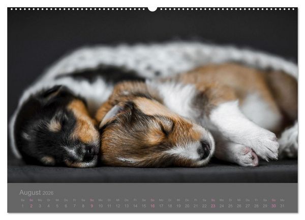 Produktbild: Collie Welpen einfach zuckers&uuml;&szlig; (hochwertiger Premium Wandkalender 2026 DIN A2 quer), Kunstdruck in Hochglanz