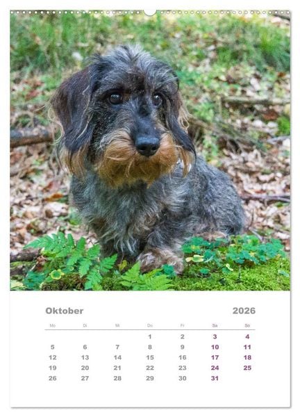 Produktbild: Dackel(augen)blicke (Wandkalender 2026 DIN A2 hoch), CALVENDO Monatskalender