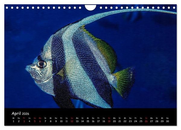 Produktbild: Die Welt unter Wasser (Wandkalender 2026 DIN A4 quer), CALVENDO Monatskalender