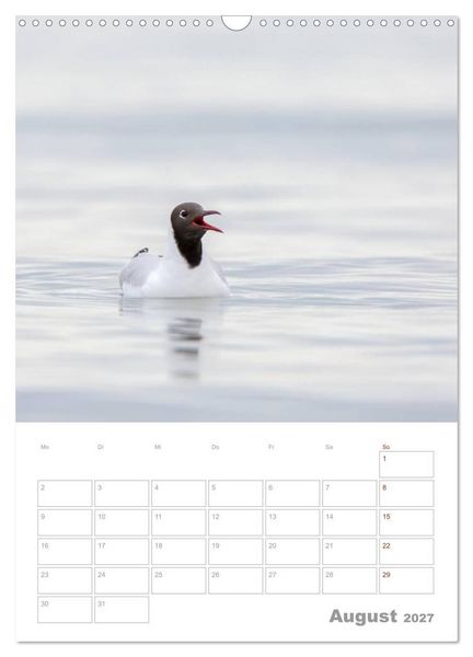 Produktbild: M&ouml;wen - die V&ouml;gel der K&uuml;ste (Wandkalender 2027 DIN A3 hoch), CALVENDO Monatskalender