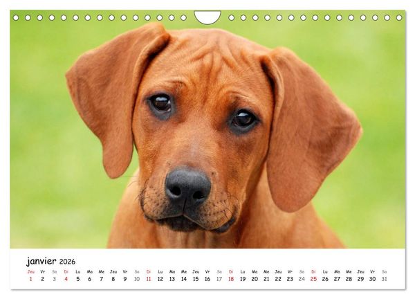 Produktbild: Chiots Rhodesian Ridgeback (Calendrier mural 2026 DIN A4 vertical), CALVENDO calendrier mensuel