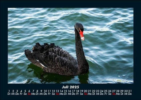 Produktbild: Tierkalender 2025 Fotokalender DIN A5
