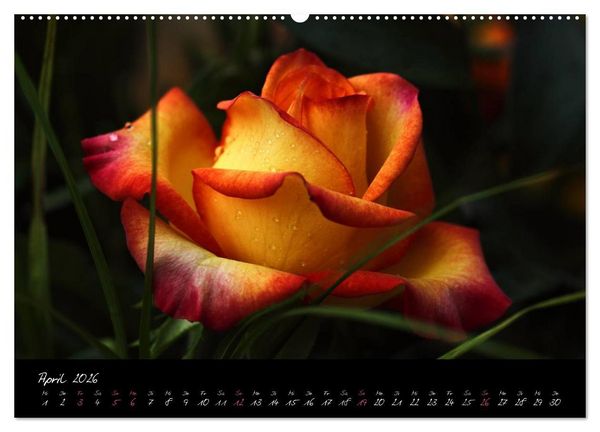 Produktbild: Rosen Romanze - Visuelle Musik (hochwertiger Premium Wandkalender 2026 DIN A2 quer), Kunstdruck in Hochglanz