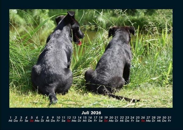 Produktbild: Der Hundekalender 2026 Fotokalender DIN A4