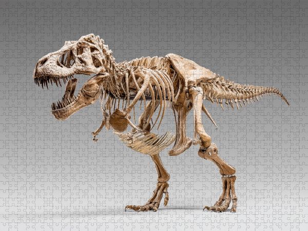 Produktbild: CALVENDO Puzzle Dinosaurier Tyrannosaurus Rex - K&ouml;nig der J&auml;ger | 1000 Teile Lege-Gr&ouml;&szlig;e 64x48cm Foto-Puzzle f&uuml;r gl&uuml;ckliche Stunden