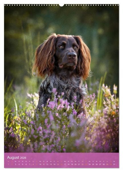 Produktbild: Deutsch Langhaar Butz - Jagdhund mit Passion und Herzblut (Wandkalender 2026 DIN A2 hoch), CALVENDO Monatskalender