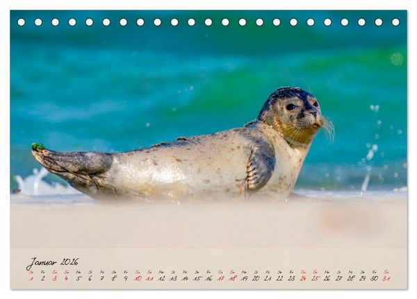 Produktbild: Brut- und Setzzeit. Neues Leben entsteht. (Tischkalender 2026 DIN A5 quer), CALVENDO Monatskalender