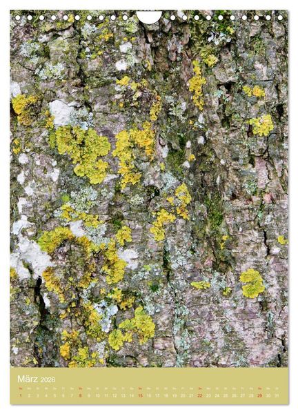 Produktbild: Baumhaut (Wandkalender 2026 DIN A4 hoch), CALVENDO Monatskalender