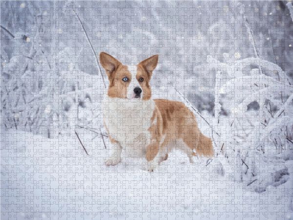 Produktbild: CALVENDO Puzzle Welsh Corgi im Schnee 1000 Teile Lege-Gr&ouml;&szlig;e 64 x 48 cm Foto-Puzzle Bild von Maria Ahrens