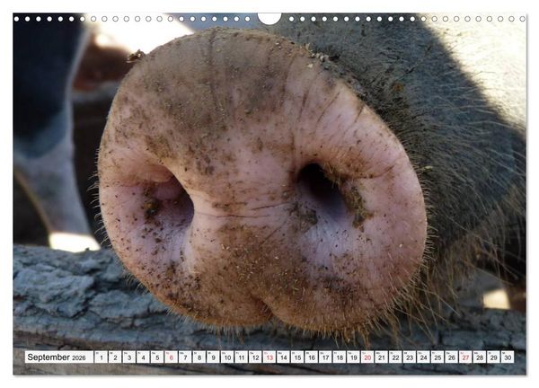 Produktbild: Von S&auml;uen die Schwein haben! (Wandkalender 2026 DIN A3 quer), CALVENDO Monatskalender