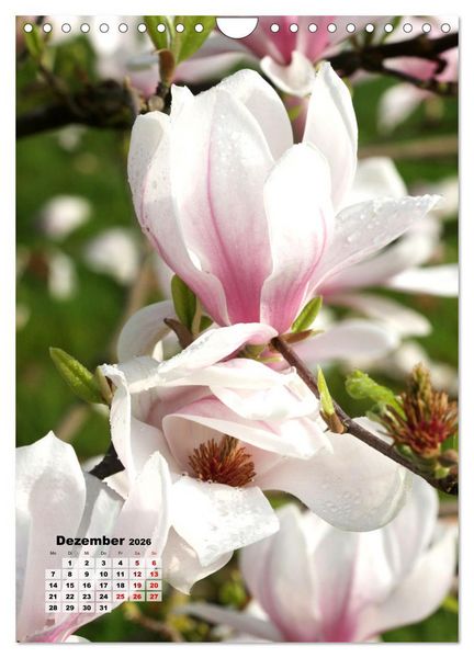 Produktbild: Magnolien Ein Fr&uuml;hlingstraum (Wandkalender 2026 DIN A4 hoch), CALVENDO Monatskalender