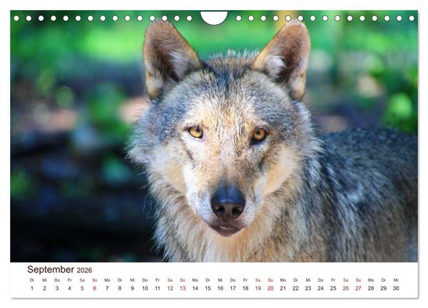 Produktbild: W&ouml;lfe 2026. Tierische Impressionen (Wandkalender 2026 DIN A4 quer), CALVENDO Monatskalender
