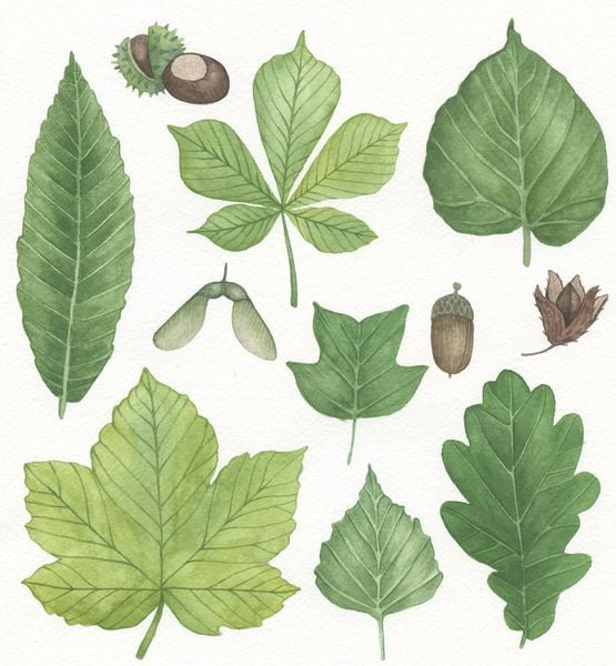 Produktbild: Die gro&szlig;e Watercolor Bibliothek
