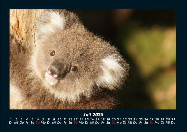 Produktbild: Koala 2025 Fotokalender DIN A4