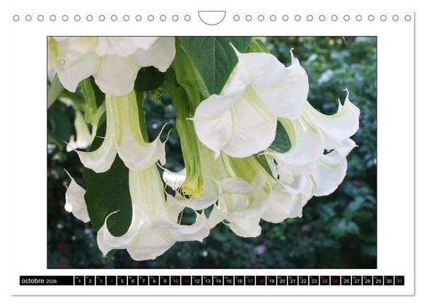 Produktbild: Charmantes fleurs blanches (Calendrier mural 2026 DIN A4 vertical), CALVENDO calendrier mensuel