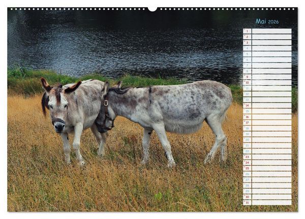 Produktbild: Zwischen Harz und Meer (hochwertiger Premium Wandkalender 2026 DIN A2 quer), Kunstdruck in Hochglanz