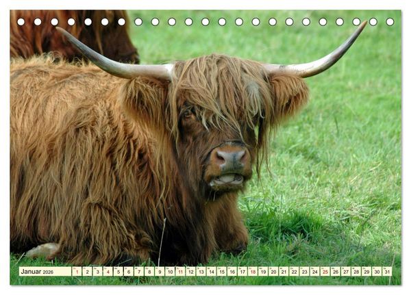 Produktbild: Die anmutigste Rinderrasse - Das schottische Hochlandrind (Tischkalender 2026 DIN A5 quer), CALVENDO Monatskalender