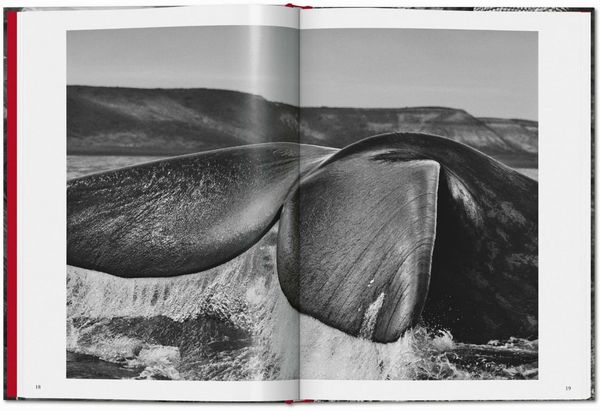 Produktbild: Sebasti&atilde;o Salgado
