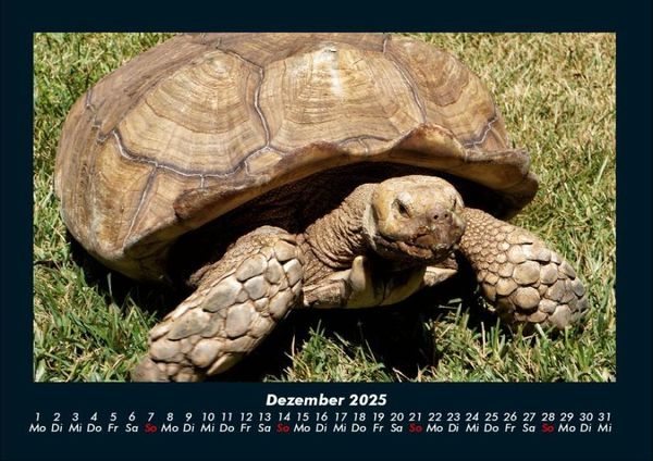 Produktbild: Schildkr&ouml;tenzauber 2025 Fotokalender DIN A4