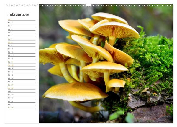 Produktbild: Schwammerl Egerlinge Pilze (Wandkalender 2026 DIN A2 quer), CALVENDO Monatskalender