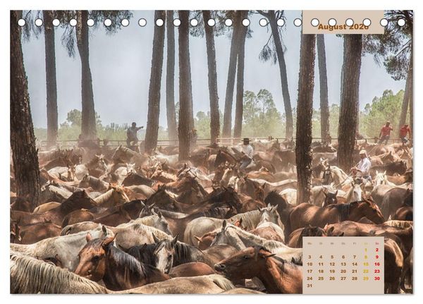 Produktbild: Pferde - Andalusiens wilder Westen (Tischkalender 2026 DIN A5 quer), CALVENDO Monatskalender