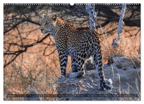 Produktbild: Botswana &ndash; Landschaft und Tierwelt (Wandkalender 2026 DIN A2 quer), CALVENDO Monatskalender