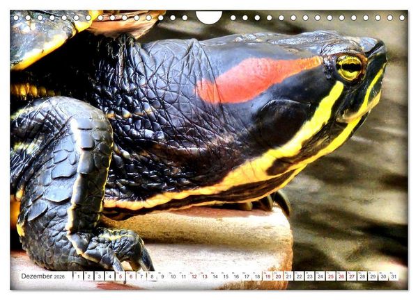 Produktbild: Schmuckschildkr&ouml;ten - Schmuckst&uuml;cke der Natur (Wandkalender 2026 DIN A4 quer), CALVENDO Monatskalender